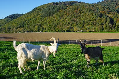 Unsere Tiere freuen sich auf ein Kennenlernen