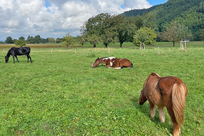 Unsere Vierbeiner haben viel Auslauf