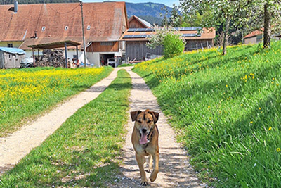 Unser Hofhund genießt den Frühling auf dem Bauernhof Schneider